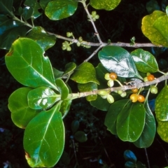 Coprosma repens (Mirror Bush) at Bermagui, NSW - 5 May 1999 by BettyDonWood