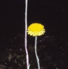 Coronidium scorpioides (Button Everlasting) at Bermagui, NSW - 13 Oct 1997 by BettyDonWood