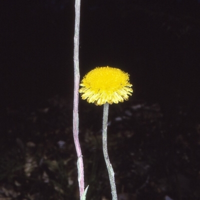 Coronidium scorpioides (Button Everlasting) at Bermagui, NSW - 14 Oct 1997 by BettyDonWood