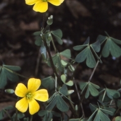 Oxalis radicosa at Bermagui, NSW - 14 Oct 1997 by BettyDonWood