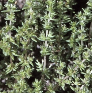 Crassula sieberiana at undefined - 14 Oct 1997 12:00 AM