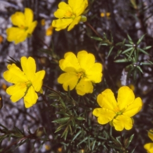 Hibbertia acicularis at undefined - 14 Oct 1997