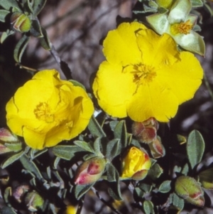 Hibbertia obtusifolia at undefined - 14 Oct 1997