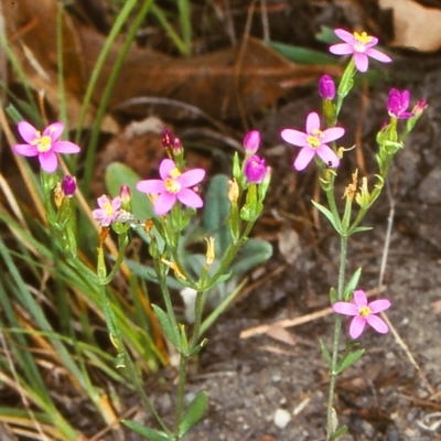 Schenkia australis (Spike Centaury) at Bermagui, NSW - 7 Jan 1998 by BettyDonWood