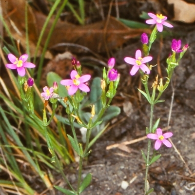 Schenkia australis (Spike Centaury) at Bermagui, NSW - 6 Jan 1998 by BettyDonWood