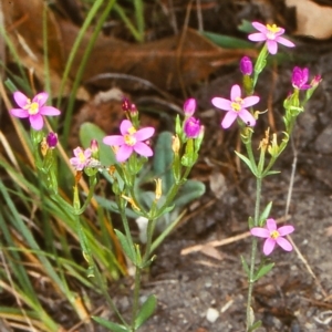Schenkia australis at undefined - 7 Jan 1998