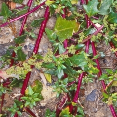 Chenopodium glaucum (Glaucous Goosefoot) at Bermagui, NSW - 13 Feb 1998 by BettyDonWood