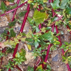 Chenopodium glaucum at undefined - 13 Feb 1998 12:00 AM