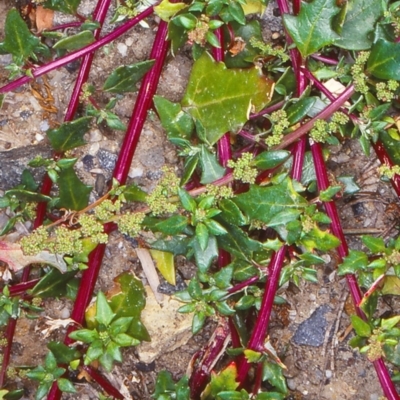 Chenopodium glaucum (Glaucous Goosefoot) at Bermagui, NSW - 13 Feb 1998 by BettyDonWood