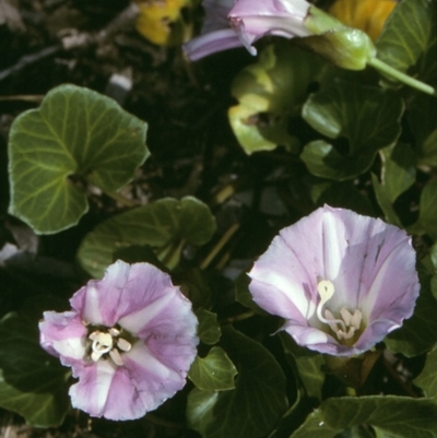 Calystegia soldanella (Sea Bindweed) at Bermagui, NSW - 14 Oct 1997 by BettyDonWood