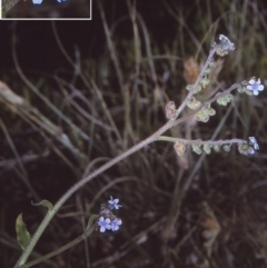 Cynoglossum australe (Australian Forget-me-not) at Bermagui, NSW - 13 Oct 1997 by BettyDonWood