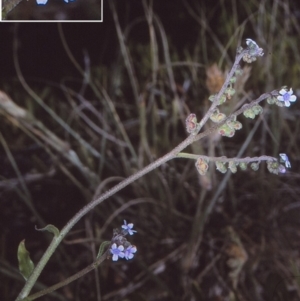 Cynoglossum australe at undefined - 14 Oct 1997 12:00 AM