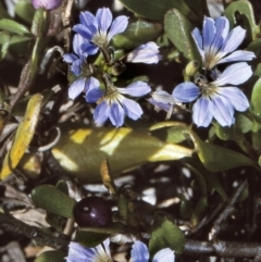 Scaevola calendulacea (Dune Fan-flower) at Bermagui, NSW - 14 Oct 1997 by BettyDonWood