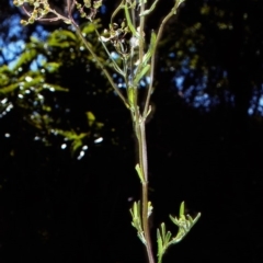 Senecio glomeratus (Pukatea) at Bermagui, NSW - 13 Oct 1997 by BettyDonWood