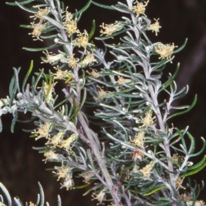 Olearia axillaris at undefined - 13 Feb 1998 12:00 AM