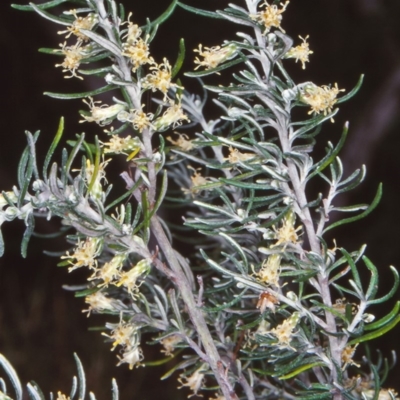 Olearia axillaris (Coast Daisy-bush) at Bermagui, NSW - 13 Feb 1998 by BettyDonWood
