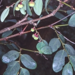 Phyllanthus gunnii (Shrubby Spurge) at Bermagui, NSW - 12 Feb 1998 by BettyDonWood