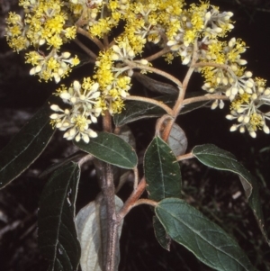 Pomaderris lanigera at Biamanga National Park - 22 Aug 1997