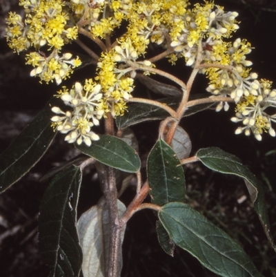 Pomaderris lanigera (Woolly Pomaderris) at Biamanga National Park - 22 Aug 1997 by BettyDonWood