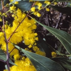 Acacia pedina (Wattle) at Biamanga National Park - 22 Aug 1997 by BettyDonWood