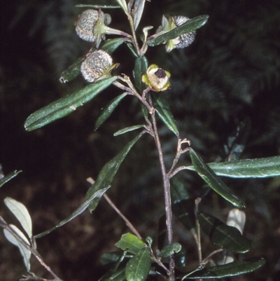 Beyeria lasiocarpa (Wallaby bush) at Biamanga National Park - 22 Aug 1997 by BettyDonWood