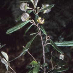 Beyeria lasiocarpa (Wallaby bush) at Biamanga National Park - 21 Aug 1997 by BettyDonWood