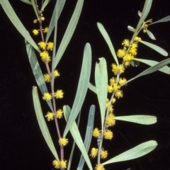 Acacia stricta (Straight Wattle) at Barragga Bay, NSW - 21 Aug 1997 by BettyDonWood