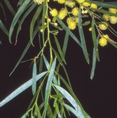 Acacia subporosa (Bower Wattle) at Barragga Bay, NSW - 22 Aug 1997 by BettyDonWood