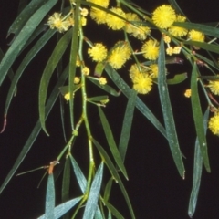 Acacia subporosa at undefined - 22 Aug 1997