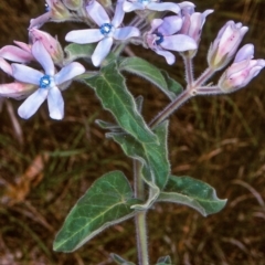 Oxypetalum coeruleum (Tweedia or Southern Star) at Brogo, NSW - 23 Nov 1997 by BettyDonWood