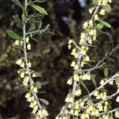 Melicytus dentatus (Tree Violet) at Brogo, NSW - 23 Aug 1997 by BettyDonWood