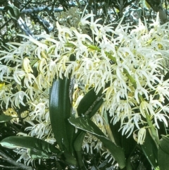 Dendrobium speciosum (Rock Lily) at Brogo, NSW - 14 Oct 1997 by BettyDonWood