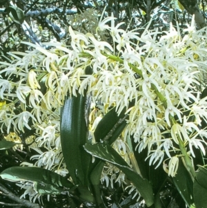 Dendrobium speciosum at Brogo, NSW - suppressed