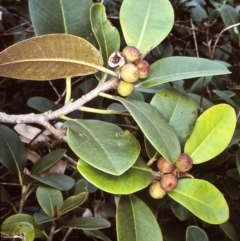 Ficus rubiginosa (Port Jackson or Rusty Fig) at Brogo, NSW - 23 Aug 1997 by BettyDonWood