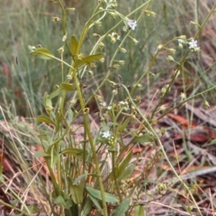 Myosotis laxa subsp. caespitosa (Water Forget-me-not) at Glenbog State Forest - 19 Jan 1999 by BettyDonWood