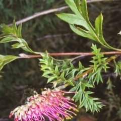 Grevillea acanthifolia subsp. paludosa (Bog Grevillea) at Wadbilliga National Park - 3 Nov 2003 by BettyDonWood