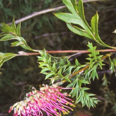 Grevillea acanthifolia subsp. paludosa (Bog Grevillea) at Wadbilliga National Park - 2 Nov 2003 by BettyDonWood