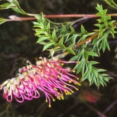 Grevillea acanthifolia subsp. paludosa at Bemboka, NSW - 3 Nov 2003