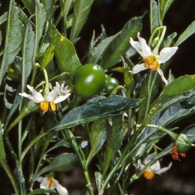 Solanum pseudocapsicum (Jerusalem Cherry, Madeira Cherry) at Brogo, NSW - 22 Nov 1997 by BettyDonWood
