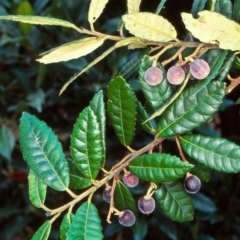 Elaeocarpus holopetalus (Black Olive Berry) at Bemboka, NSW - 2 Mar 1999 by BettyDonWood