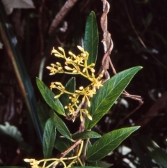 Parsonsia brownii (Mountain Silkpod) at South East Forest National Park - 5 Jan 1999 by BettyDonWood