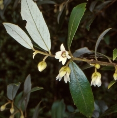 Atherosperma moschatum (Black Sassafras) at South East Forest National Park - 4 Aug 1998 by BettyDonWood