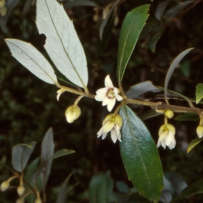 Atherosperma moschatum (Black Sassafras) at South East Forest National Park - 4 Aug 1998 by BettyDonWood