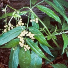 Sambucus gaudichaudiana (White Elder Berry) at South East Forest National Park - 5 Mar 1998 by BettyDonWood