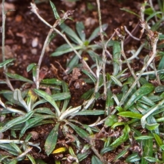 Euchiton japonicus (Creeping Cudweed) at Bemboka, NSW - 2 Feb 1998 by BettyDonWood