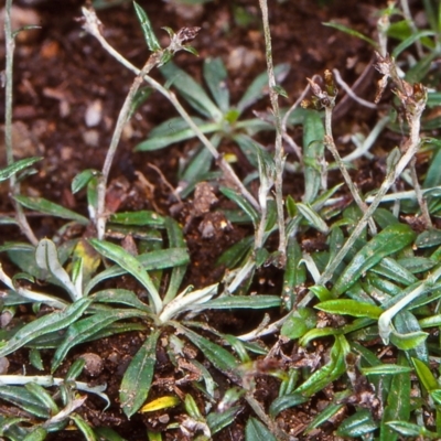 Euchiton japonicus (Creeping Cudweed) at Bemboka, NSW - 3 Feb 1998 by BettyDonWood