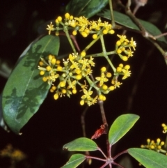 Cissus hypoglauca (Giant Water Vine) at Mumbulla State Forest - 12 Jan 1998 by BettyDonWood
