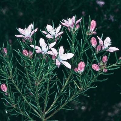 Philotheca salsolifolia subsp. salsolifolia (Philotheca) at Numbugga, NSW - 22 Aug 1997 by BettyDonWood