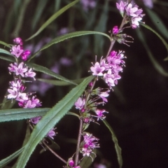 Myoporum bateae at Mumbulla State Forest - 14 Oct 1997 by BettyDonWood
