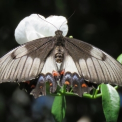 Papilio aegeus (Orchard Swallowtail, Large Citrus Butterfly) at Acton, ACT - 23 Dec 2018 by SandraH